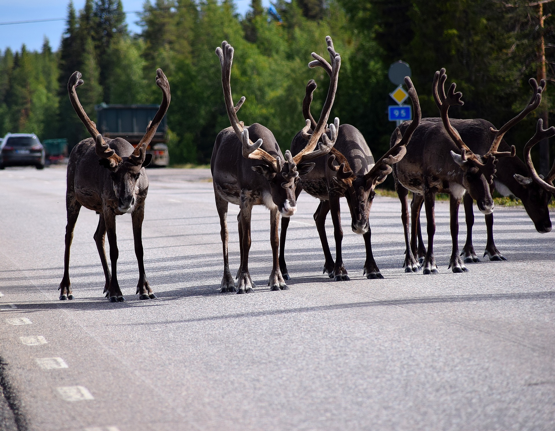 Reindeer during summer in Lapland