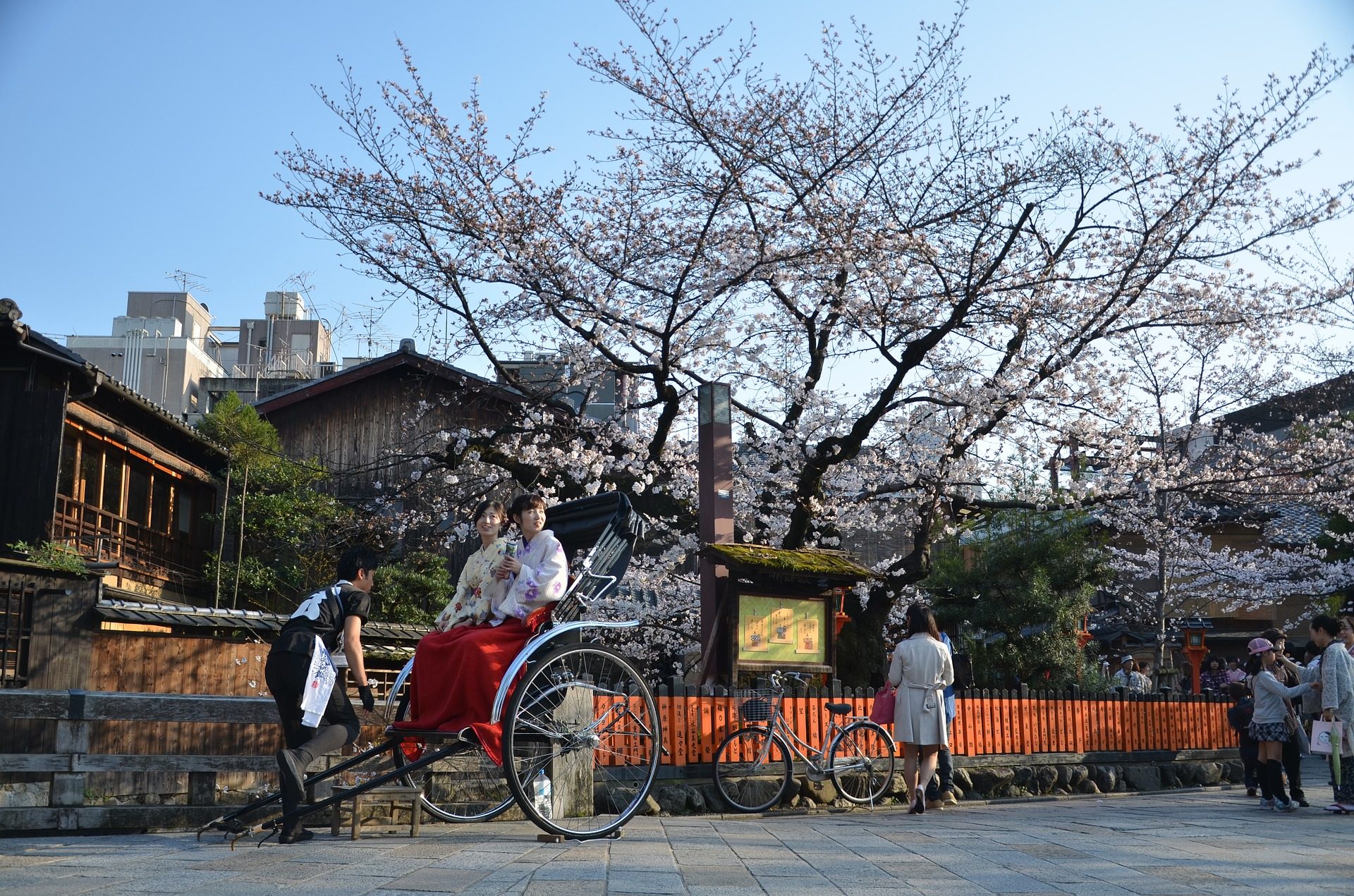 Sakura (Cherry Blossoms), Koto