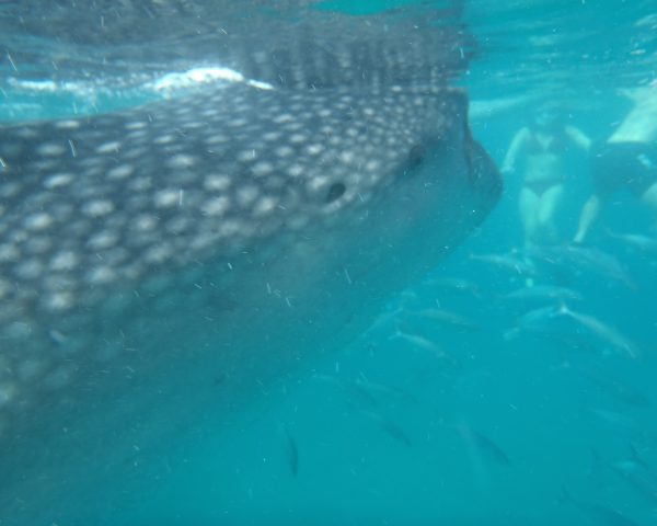 Whale Shark in Oslob, Cebu Island