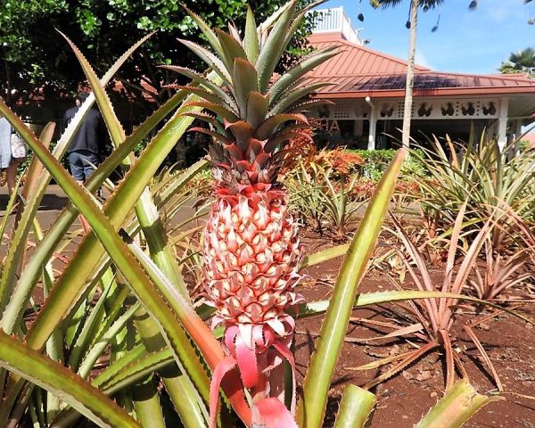 A pineapple at the Dole Plantation