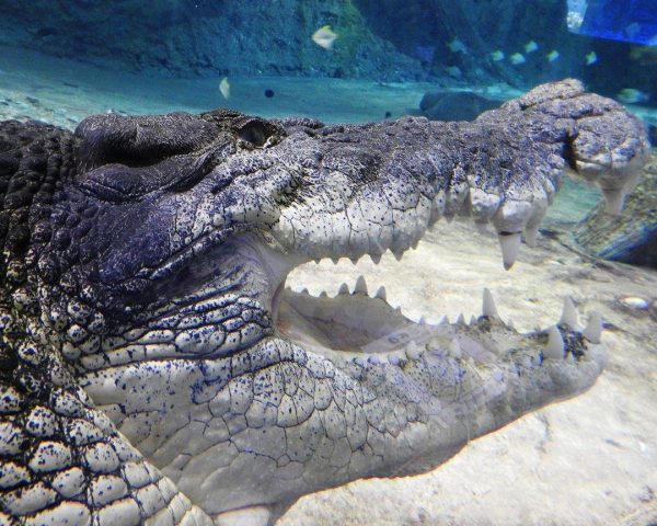 An alligator at Dubai Underground Zoo