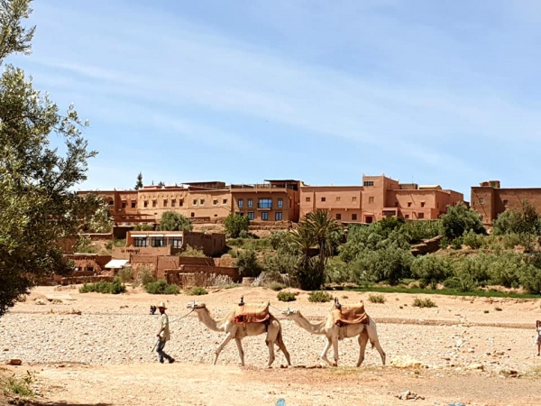 Camels at the Ksar of Ait-Ben-Haddou