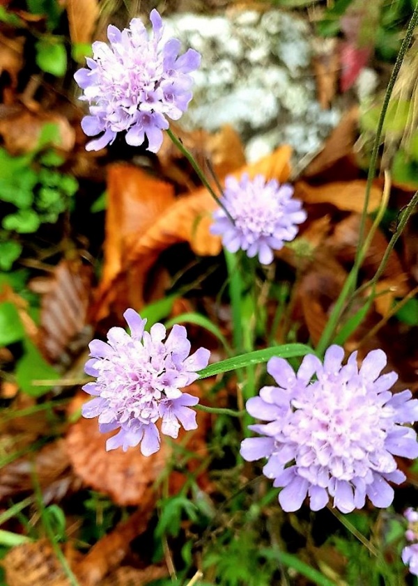 Flowers of Lake Bled