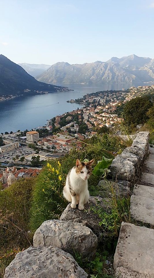 The Cat is the King of Kotor