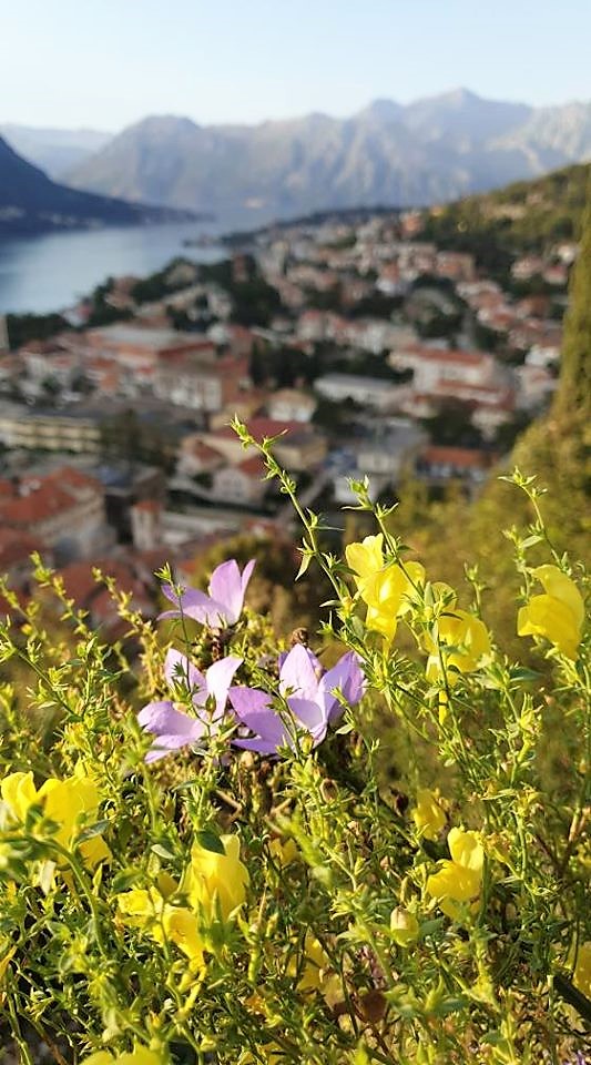 View of Kotor from City Walls
