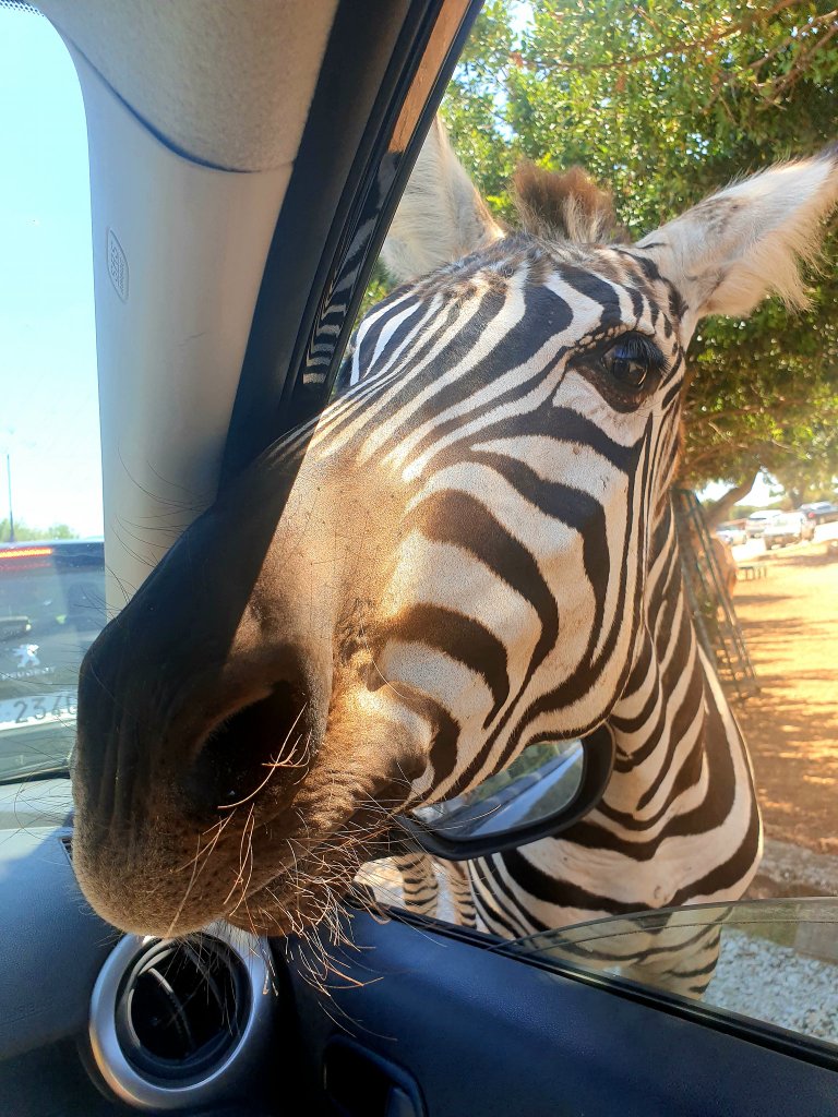 Hi Zebra!