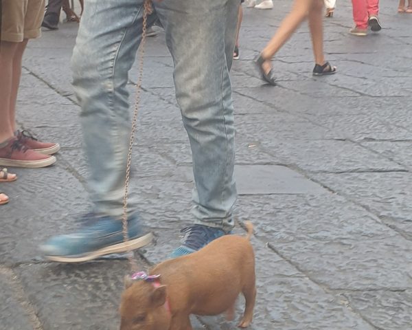 Vietnamese Pot-Bellied Pig in Amalfi