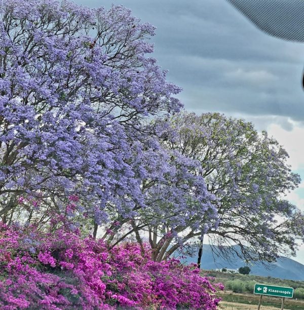 Colors of Stellenbosch