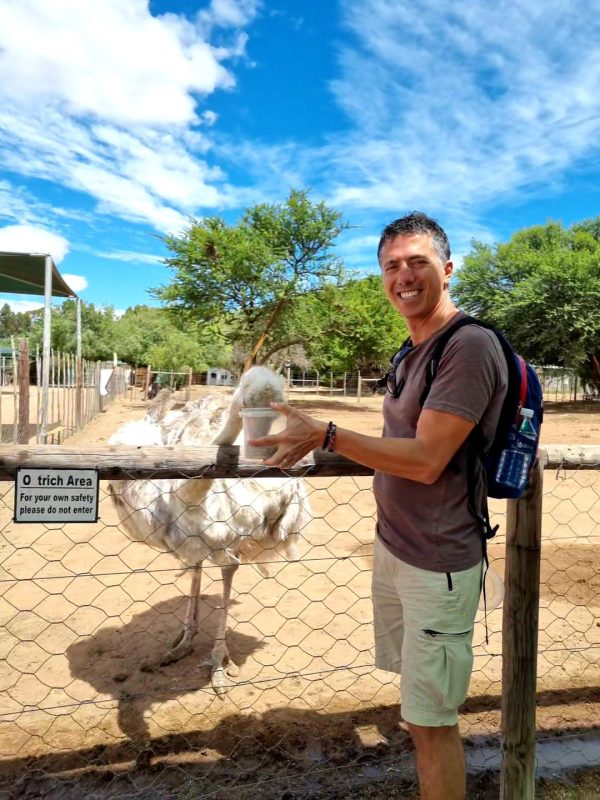 Feeding friendly ostriches