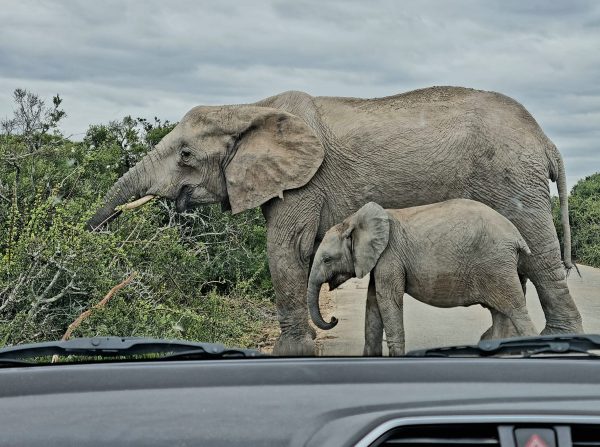 Safari at Addo Elephant National Park