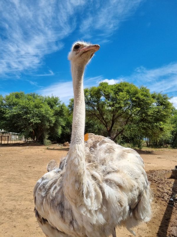 The biggest ostrich of Oudsthoorn