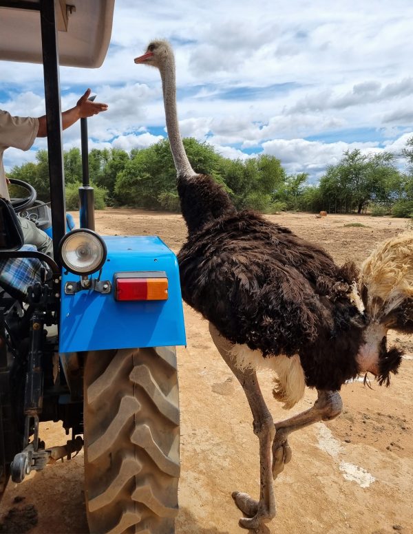 The boss of the Safari Ostrich Farm