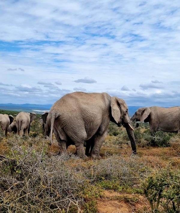 The landscape of Addo Elephant National Park